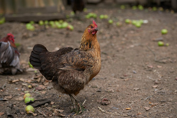 free-range chicken in a traditional farm
