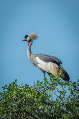 Grey crowned crane in profile on branch