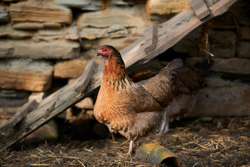 free-range chicken in a traditional farm
