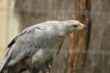 portrait of an eagle