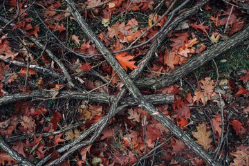 trunks, branches and leaves with autumn colors in the nature, autumn season