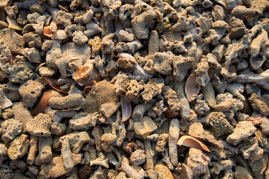shells and corals on Sandy Beach