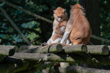 Monkeys in Zoo Olomouc,Czech republic