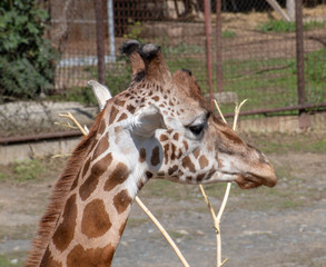 rotshild giraffe ,Zoo Olomouc, Czech republic