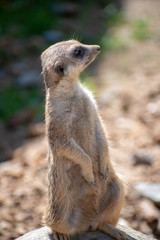 Naklejka na ściany i meble meerkat , Zoo Olomouc, Czech republic