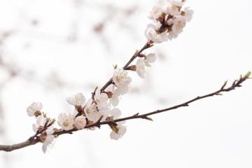 Beautiful spring apricot blossom. Beautiful spring apricot blossom.