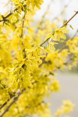 Obraz premium Forsythia flowers in front of with green grass and blue sky. Golden Bell, Border Forsythia (Forsythia x intermedia, europaea) blooming in spring garden bush, sun backlight.