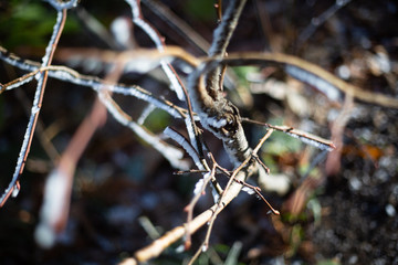 frost branch