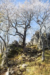 Autumn forest. Russia