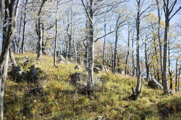 Fototapeta premium forest in autumn