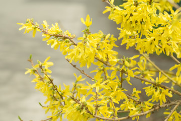 Forsythia flowers in front of with green grass and blue sky. Golden Bell, Border Forsythia (Forsythia x intermedia, europaea) blooming in spring garden bush, sun backlight.