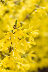 Forsythia flowers in front of with green grass and blue sky. Golden Bell, Border Forsythia (Forsythia x intermedia, europaea) blooming in spring garden bush, sun backlight.