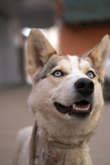 Close-up portrait of a husky breed dog with blue eyes.