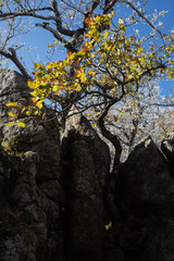 autumn tree in mountains