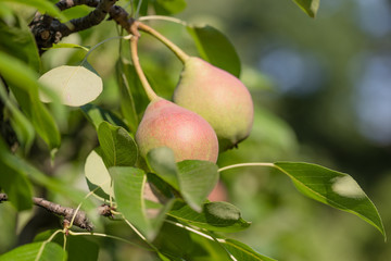 Ripe pears on tree branch. Organic pears in the garden. Close up view of Pears grow on pear tree branch with leaves under sunlight. Selective focus on pears.