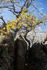 autumn tree in mountains