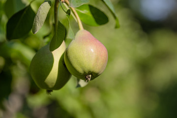 Ripe pears on tree branch. Organic pears in the garden. Close up view of Pears grow on pear tree branch with leaves under sunlight. Selective focus on pears.