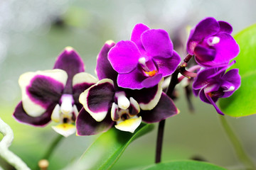 mini orchidées phalaenopsis