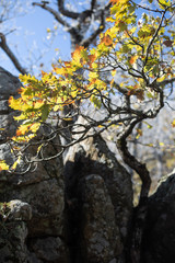 autumn tree in mountains