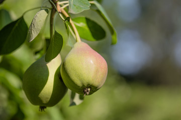 Ripe pears on tree branch. Organic pears in the garden. Close up view of Pears grow on pear tree branch with leaves under sunlight. Selective focus on pears.