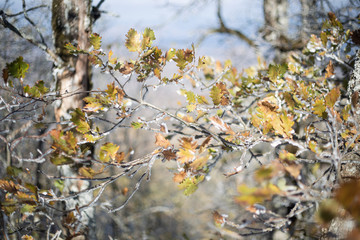 Fall frost branch of a tree