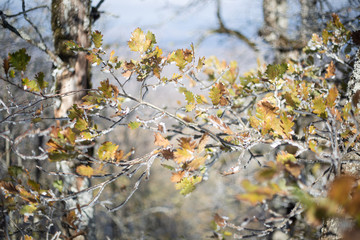 Fall frost branch of a tree