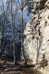 Frost trees and rock climbing