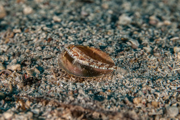 The surprising underwater world of the Indian and Pacifical Oceans