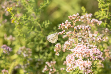 Flowering bush of common Saint John's Wort (Hypericum perforatum)