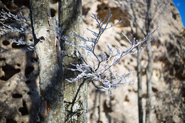 frost branch
