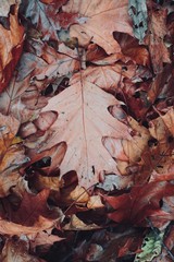 brown dry leaves with autumn colors in autumn season