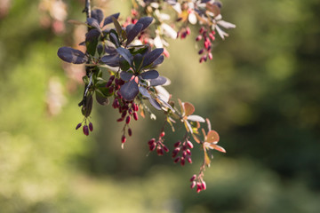 Barberry (Berberis vulgaris) branch with fresh ripe natural berries background. Berberis thunbergii (Latin Berberis Coronita) colorful bush in the backyard of house, autumn season.