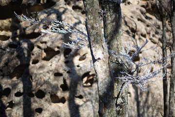 frost branch