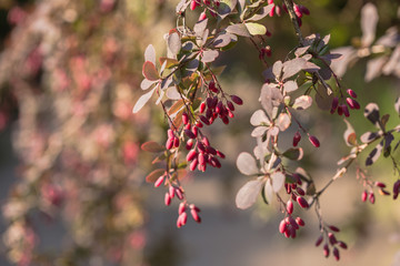 Barberry (Berberis vulgaris) branch with fresh ripe natural berries background. Berberis thunbergii (Latin Berberis Coronita) colorful bush in the backyard of house, autumn season.