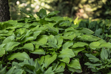 Green Hosta in summer garden. Ornamental plants Khosta (Funkiya) Green hosta (Hosta plantaginea)