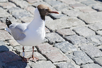 Pallas's gull also known as great black-headed gull (Ichthyaetus ichthyaetus) resting on the floor
