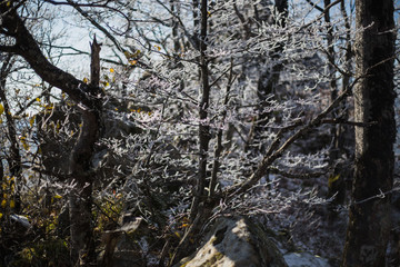 frost tree in the forest