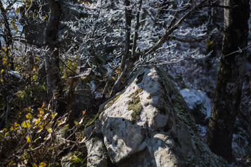 winter tree in the forest