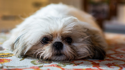 Foto scattata ad un cucciolo di Shih Tzu.