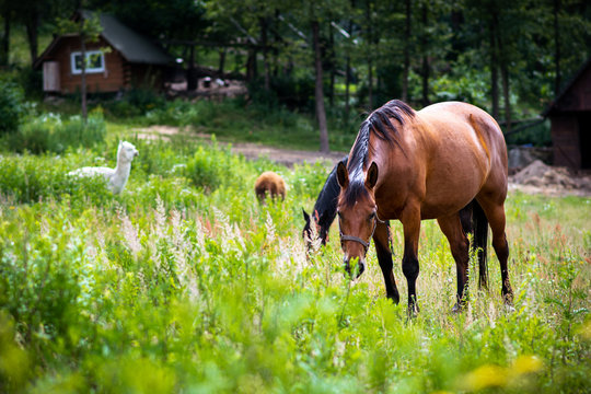Fototapeta zwierzęta domowe na pastwisku