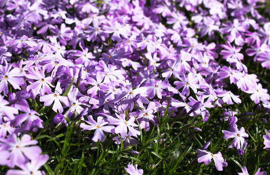 Creeping phlox (Phlox subulata), also known as the moss phlox. Flowering plant.