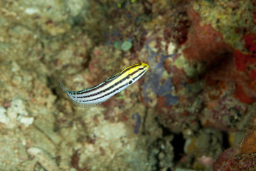 The surprising underwater world of the Indian and Pacifical Oceans