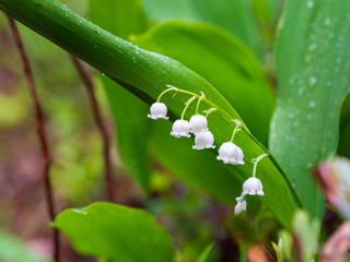 Dew, water drops on the leaves of Convallaria majalis common Lily of the valley