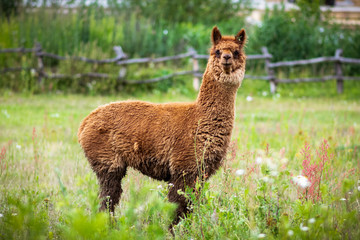 zwierzęta domowe na pastwisku © Tomasz