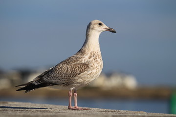 Mouettes