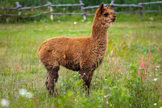 Fototapeta zwierzęta domowe na pastwisku