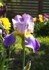 German iris (Iris barbata), close up of the flower head, Nature concept. 
