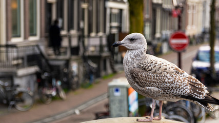 Foto scattata nel quartiere a luci rosse di Amsterdam.