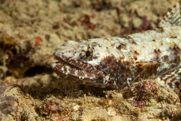 The surprising underwater world of the Indian and Pacifical Oceans