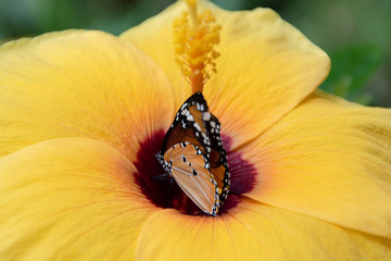 Butterfly on a yellow hibiscus flower
